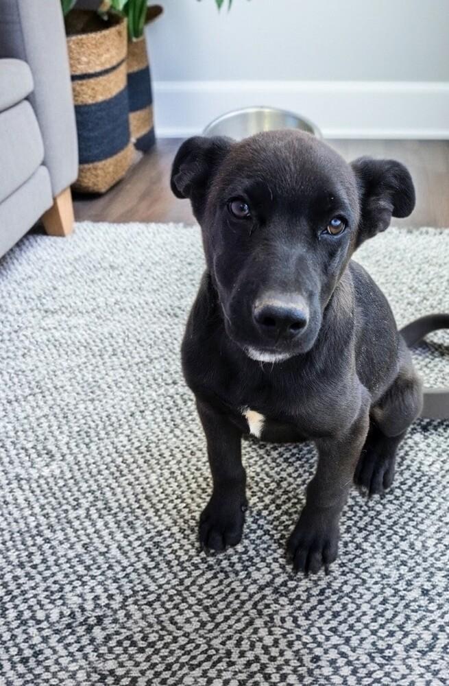 Ben, a Adoptable mixed breed in Evergreen, CO image 2/2