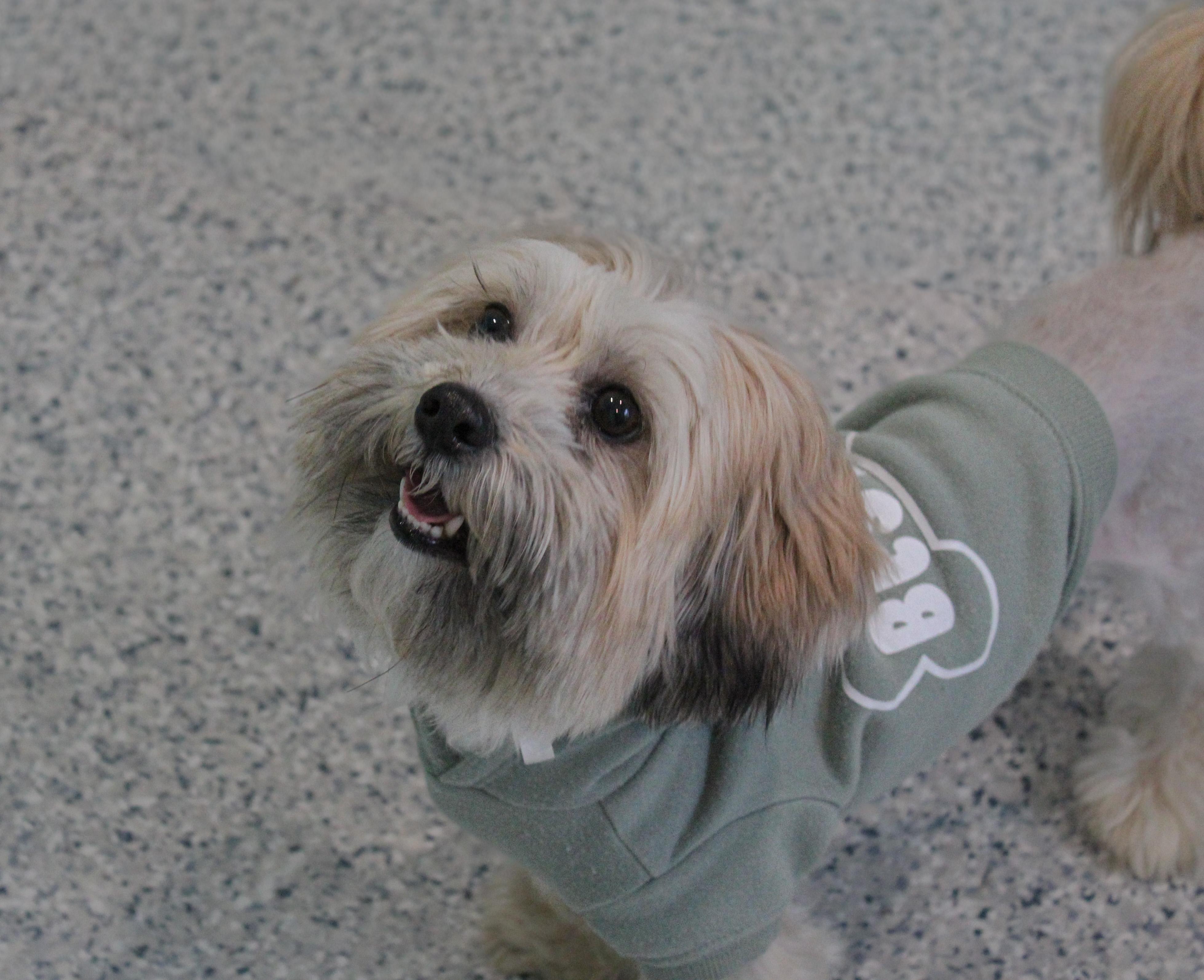 Enlarge Max, an adopted mixed breed in Hutchinson, MN image 1/4