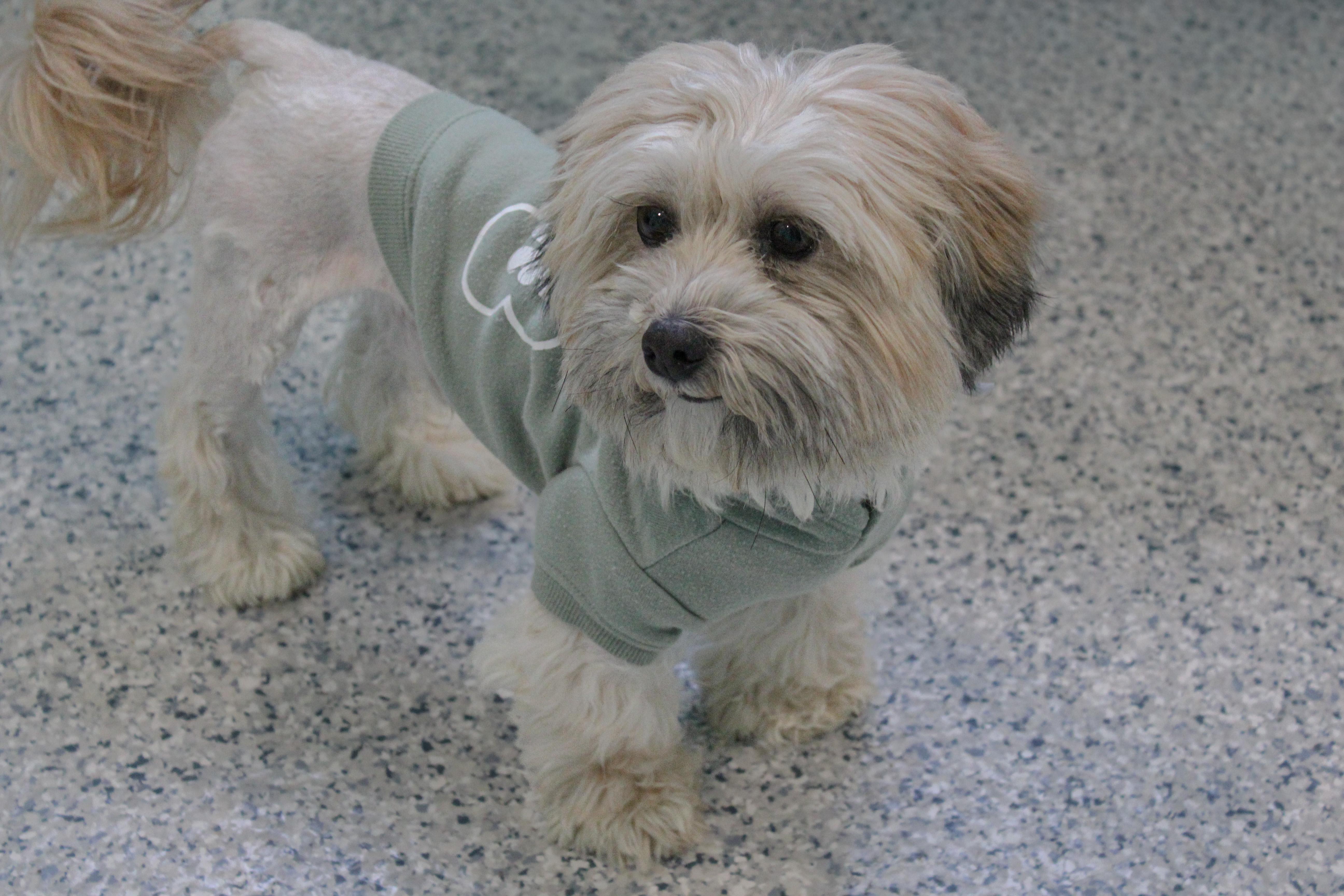 Enlarge Max, an adopted mixed breed in Hutchinson, MN image 2/4