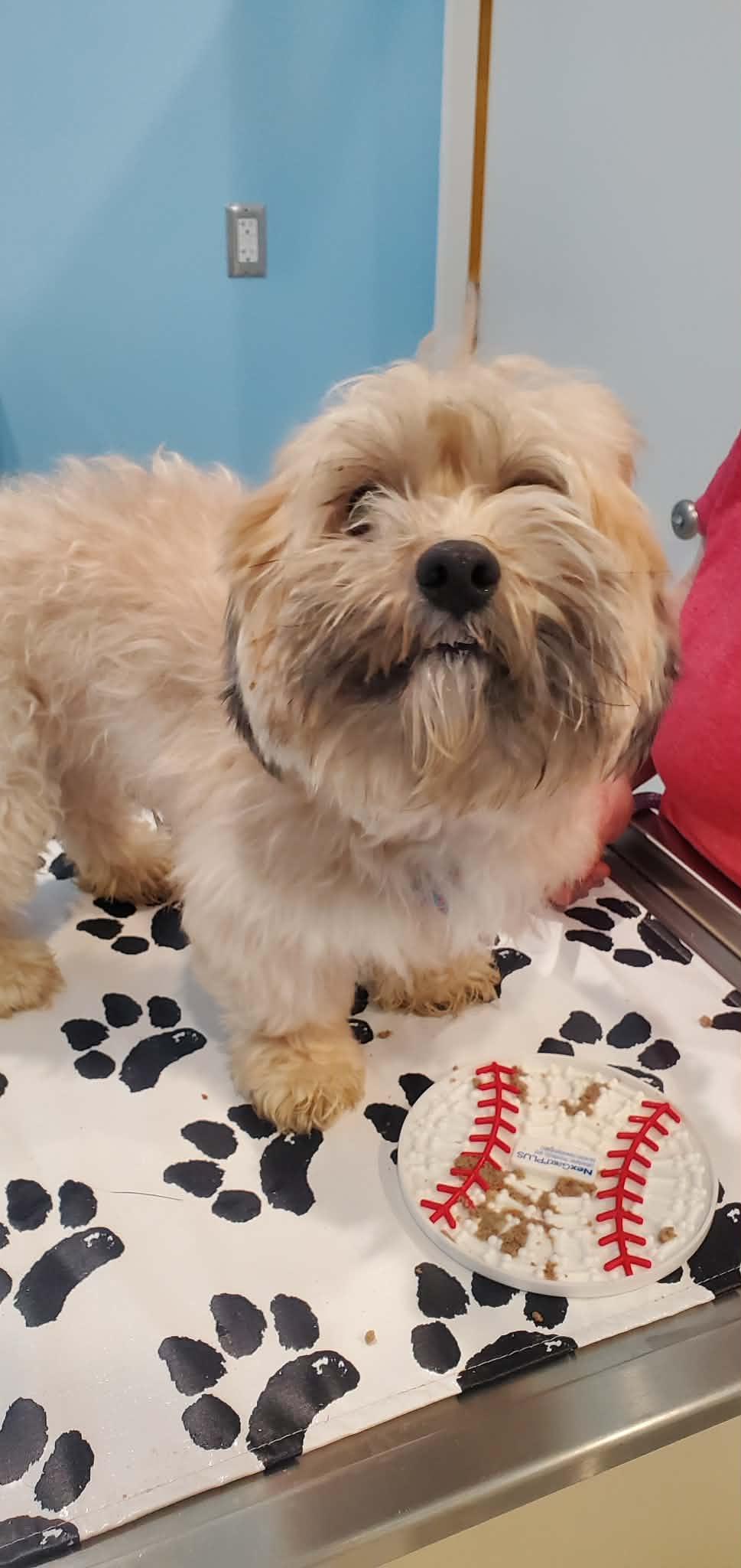 Max, adopted, Adult Male Shih Tzu & Bichon Frise.