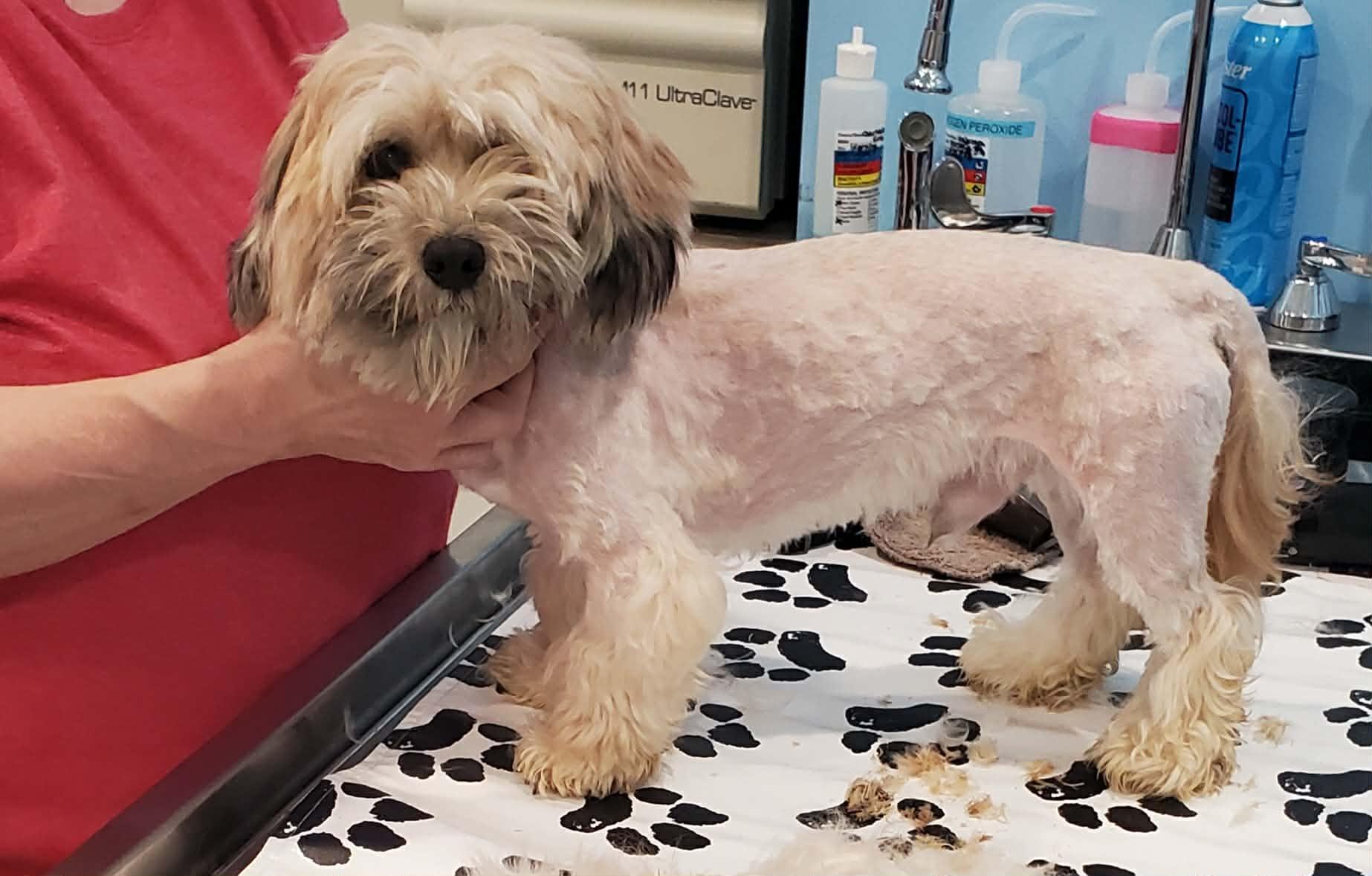 Enlarge Max, an adopted mixed breed in Hutchinson, MN image 4/4