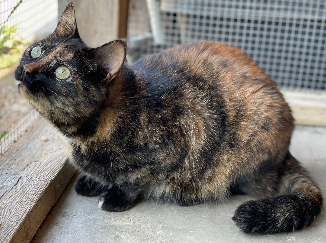 Sunni, a Adoptable Domestic Short Hair in Charles Town, WV image 2/6