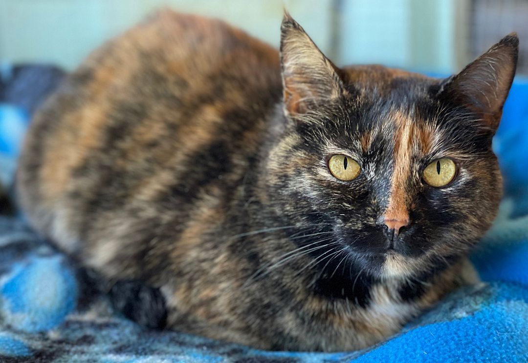 Sunni, a Adoptable Domestic Short Hair in Charles Town, WV image 3/6