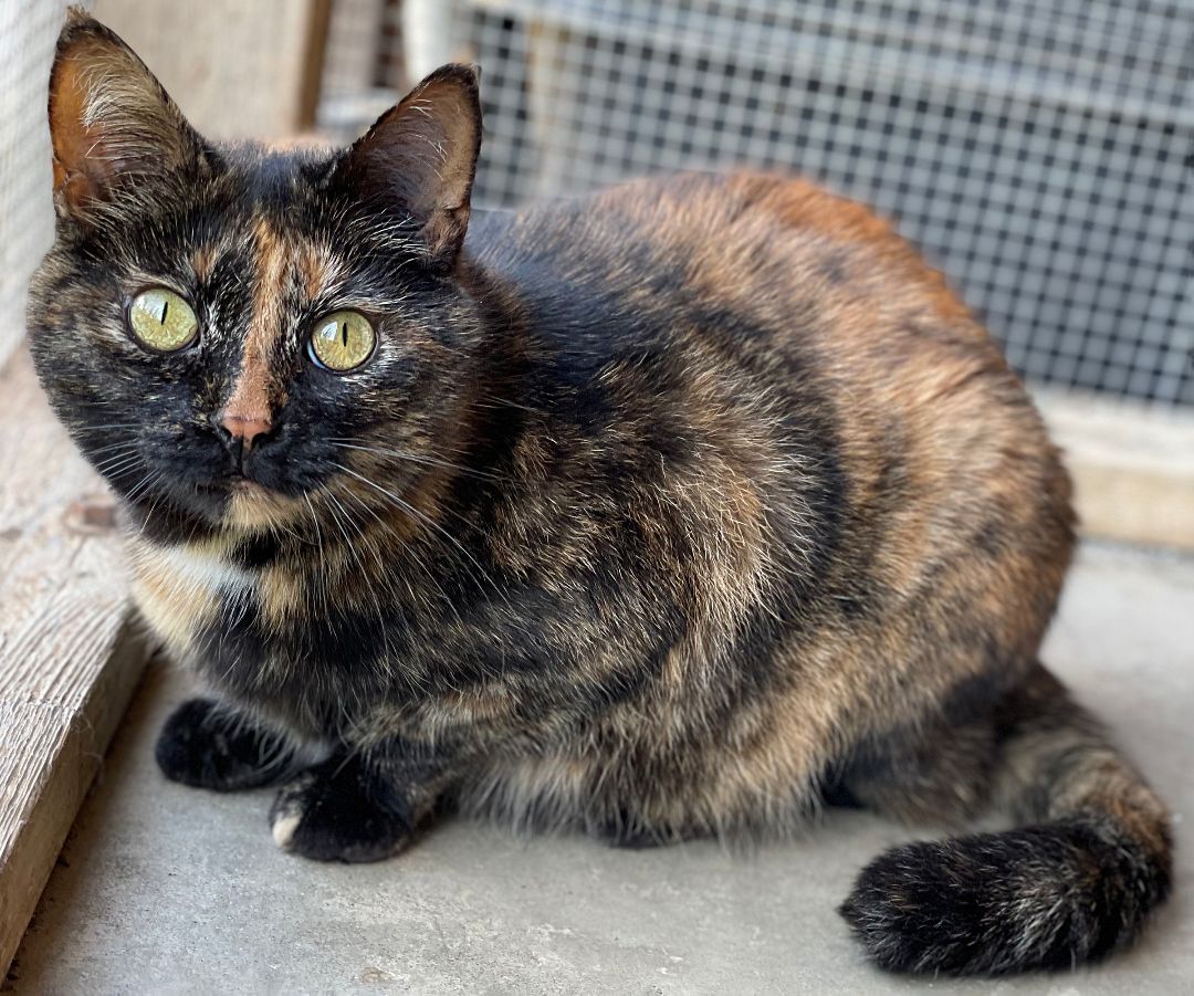 Sunni, a Adoptable Domestic Short Hair in Charles Town, WV image 4/6