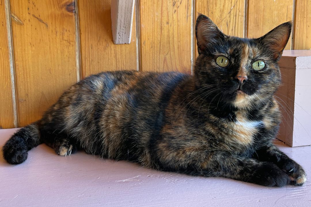 Sunni, a Adoptable Domestic Short Hair in Charles Town, WV image 5/6