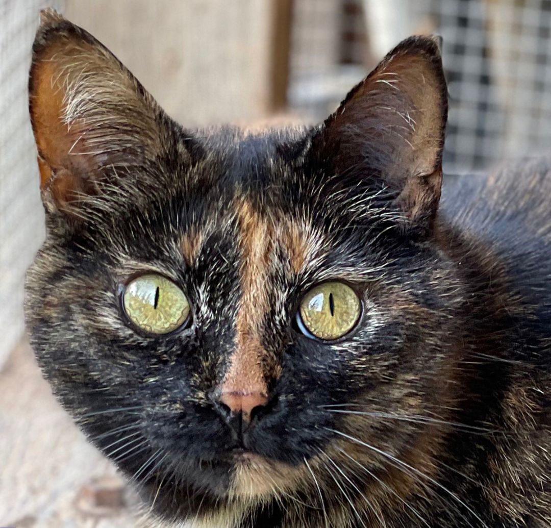 Sunni, a Adoptable Domestic Short Hair in Charles Town, WV image 1/6