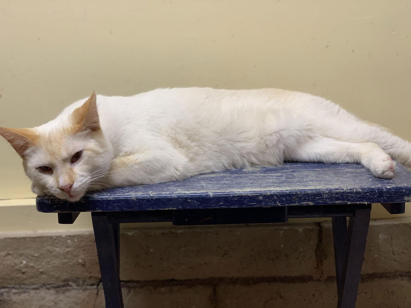 Sabertooth, a Adoptable Siamese in Chandler, AZ image 1/3