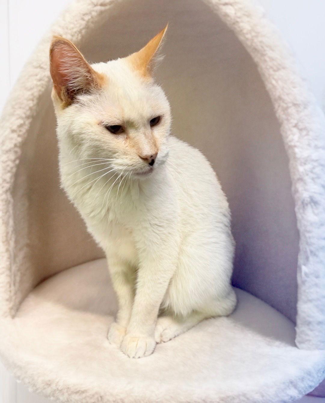 Sabertooth, a Adoptable Siamese in Chandler, AZ image 2/3