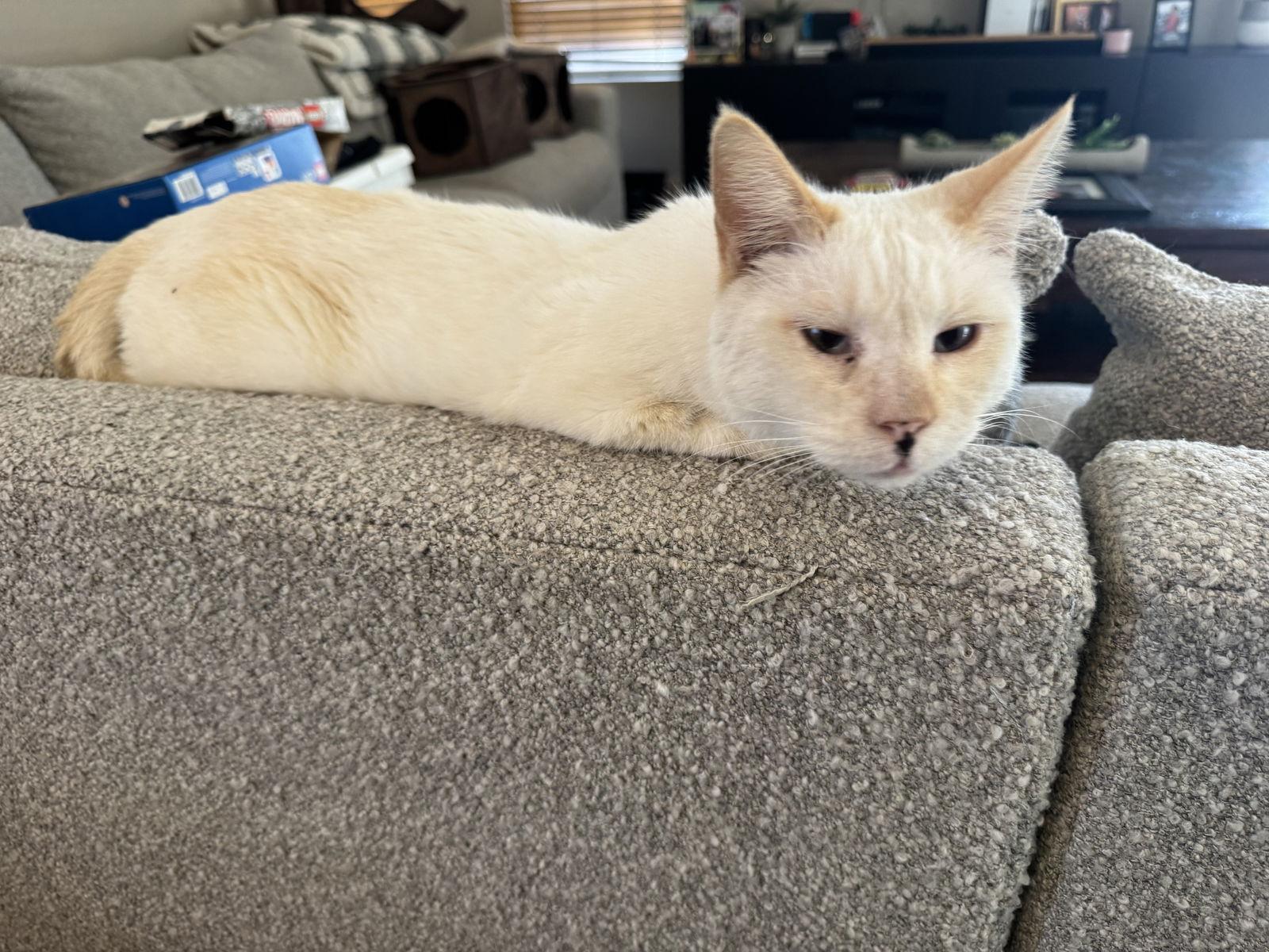 Sabertooth, a Adoptable Siamese in Chandler, AZ image 3/3