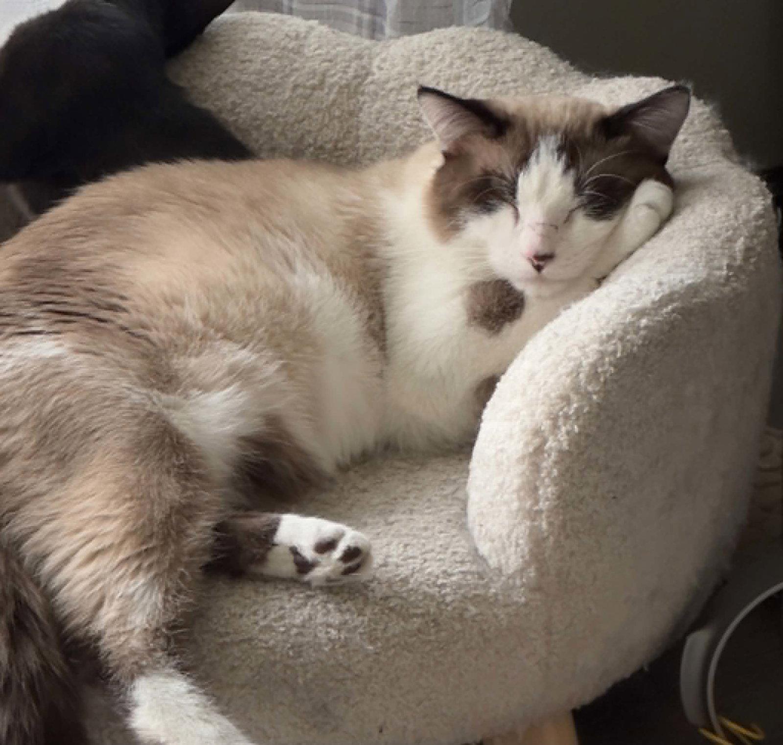 Penn, Adopted, Young Male Siamese & Domestic Short Hair.