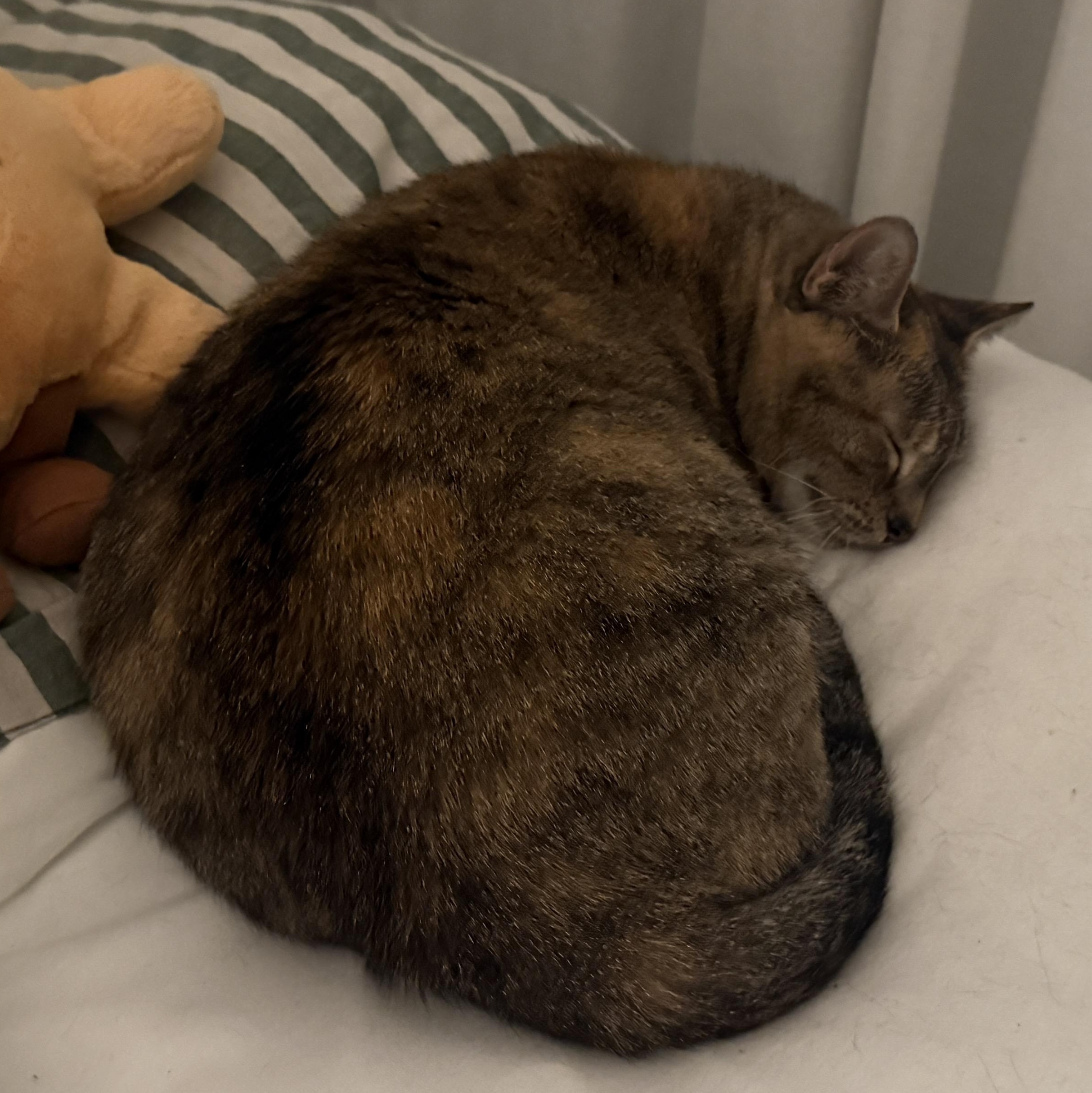 Enlarge Sausage Roll, a Adoptable mixed breed in Hyattsville, MD image 6/6