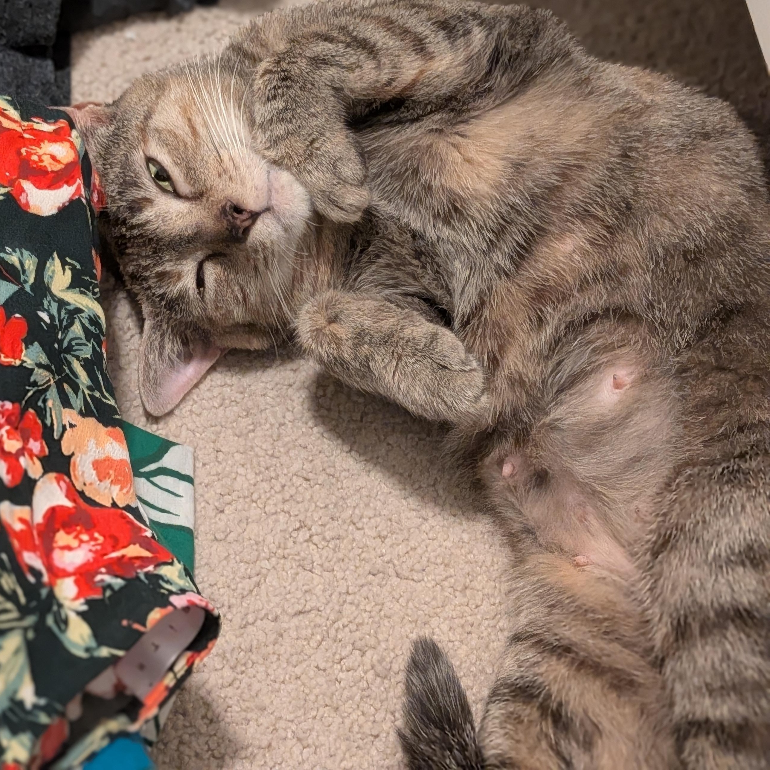 Sausage Roll, a ADOPTABLE mixed breed in Hyattsville, MD image 3/6