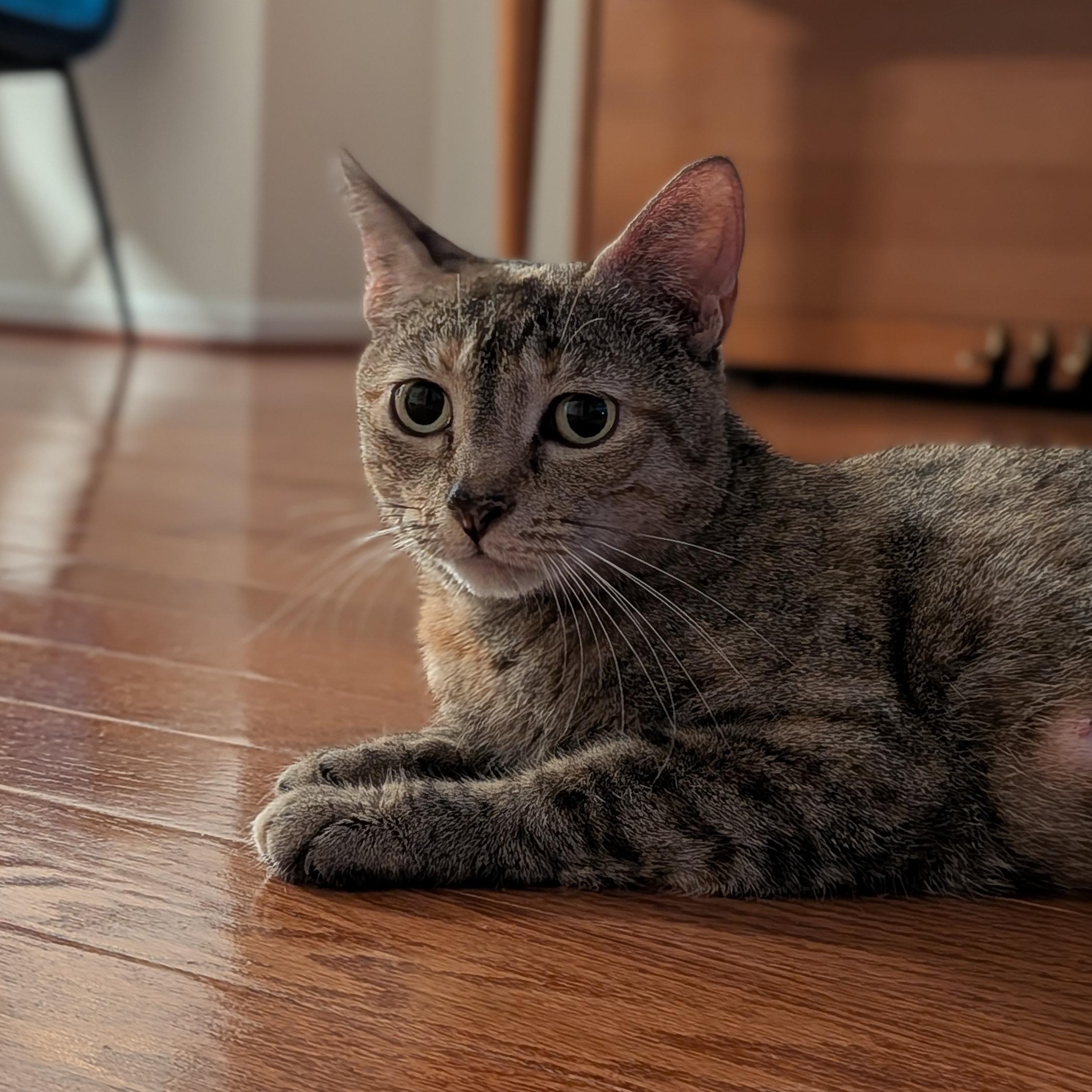 Sausage Roll, ADOPTABLE, Young Female Torbie & Tortoiseshell.