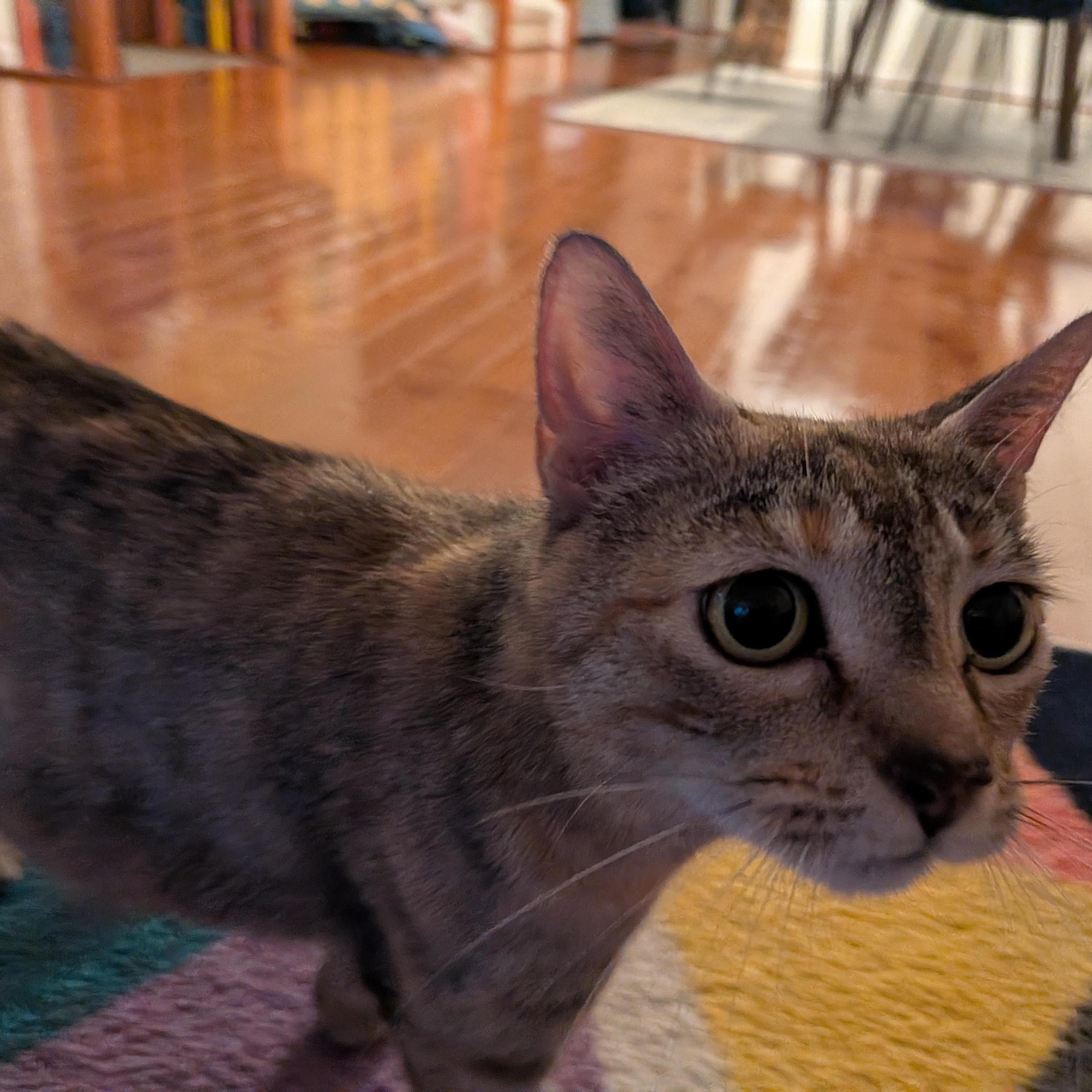 Sausage Roll, a ADOPTABLE mixed breed in Hyattsville, MD image 5/6