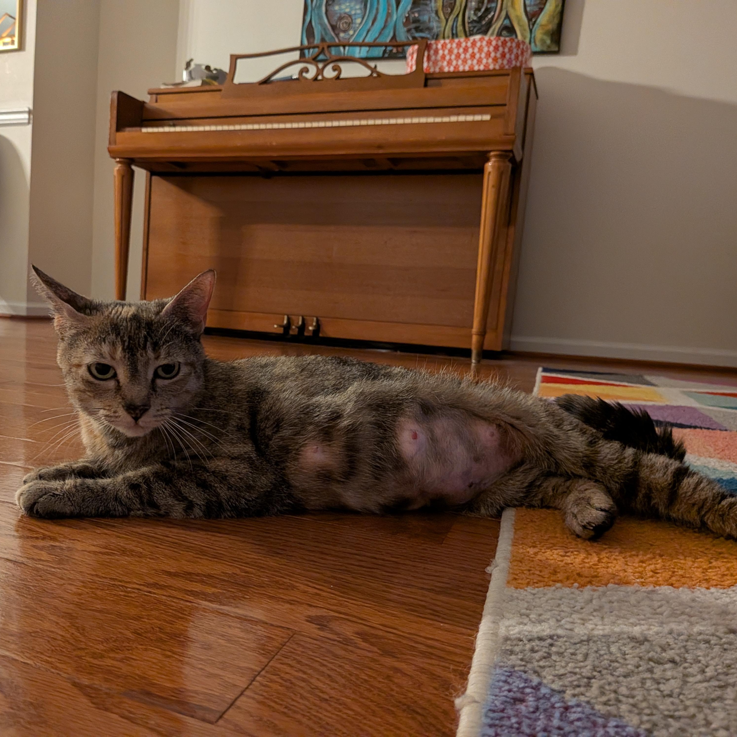 Sausage Roll, a ADOPTABLE mixed breed in Hyattsville, MD image 6/6