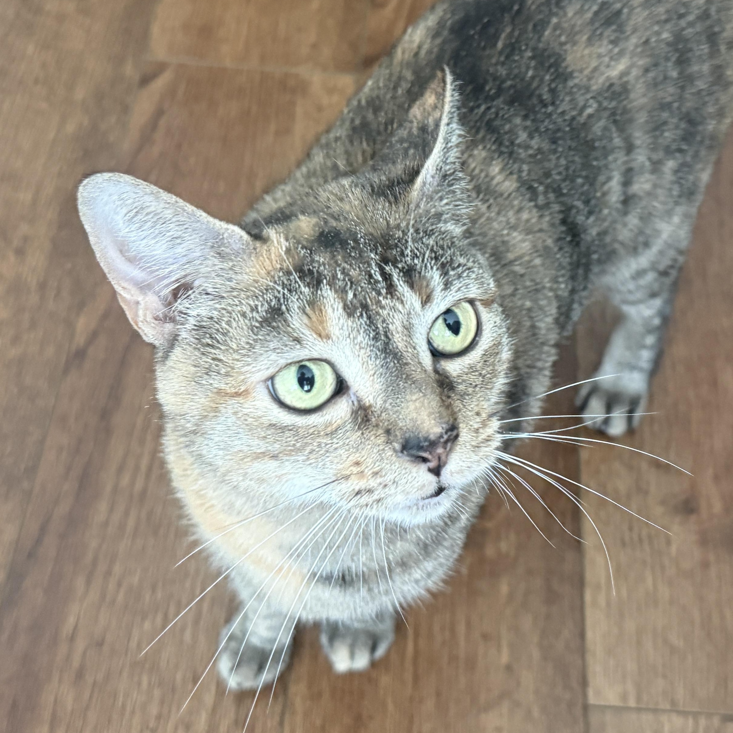 Sausage Roll, Adoptable, Young Female Torbie & Tortoiseshell.