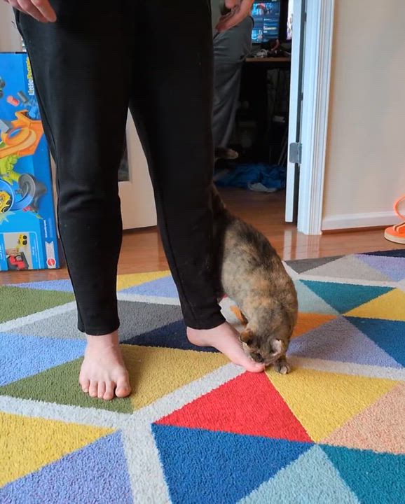 Enlarge Sausage Roll, a ADOPTABLE mixed breed in Hyattsville, MD video 2/6