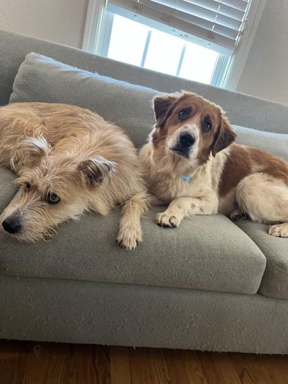 Enlarge Argos 51463, a ADOPTABLE Mixed Breed in Oklahoma City, OK image 3/3