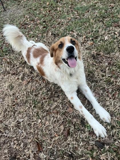 Enlarge Argos 51463, a ADOPTABLE Mixed Breed in Oklahoma City, OK image 1/3