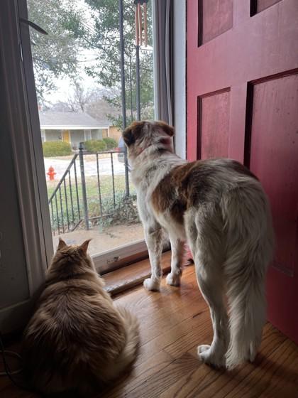 Enlarge Argos 51463, a ADOPTABLE Mixed Breed in Oklahoma City, OK image 2/3