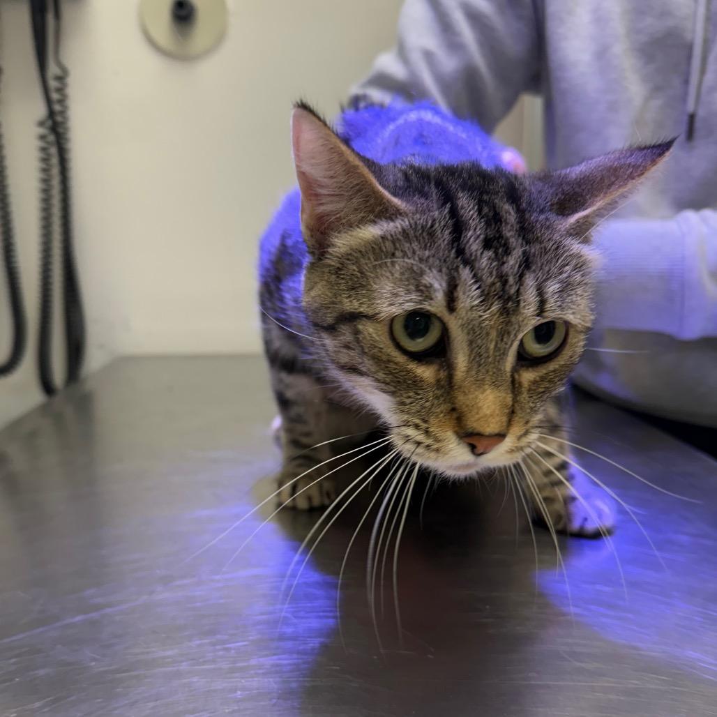 Satin, Adoptable, Adult Female Domestic Short Hair.