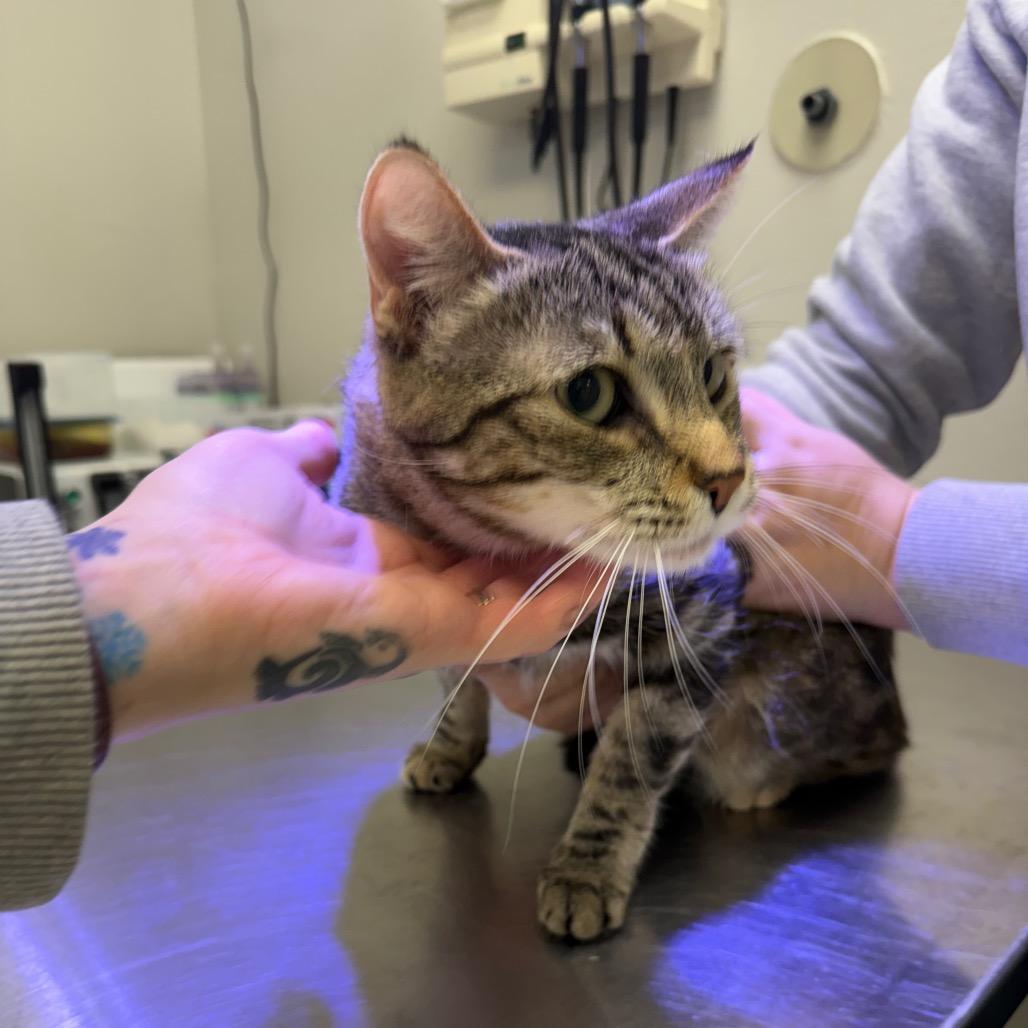 Enlarge Satin, a Adoptable Domestic Short Hair in Great Falls, MT image 2/4