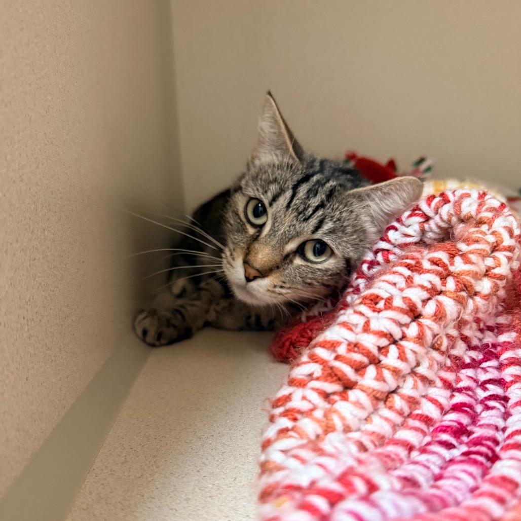 Satin, Adoptable, Adult Female Domestic Short Hair.