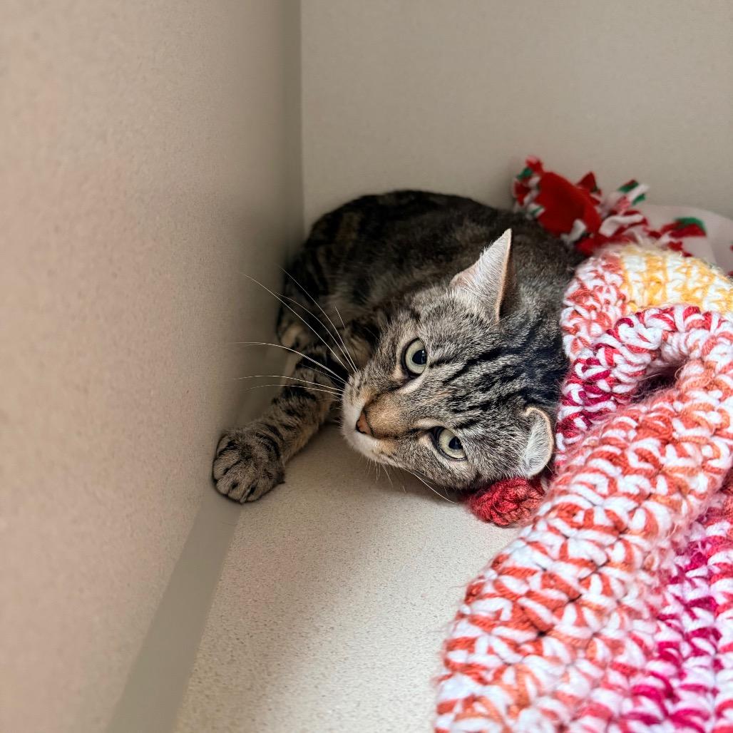 Enlarge Satin, a Adoptable Domestic Short Hair in Great Falls, MT image 4/4