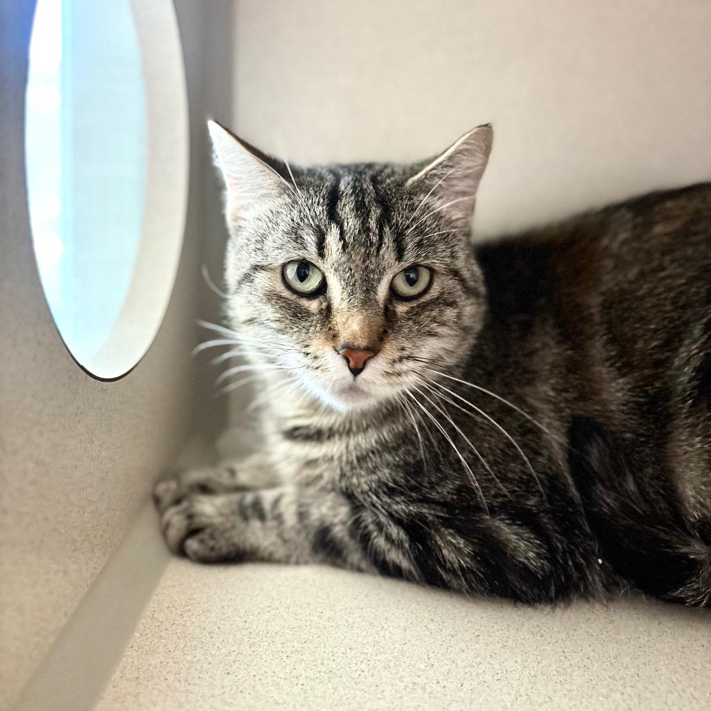 Enlarge Satin, a Adoptable Domestic Short Hair in Great Falls, MT image 2/2