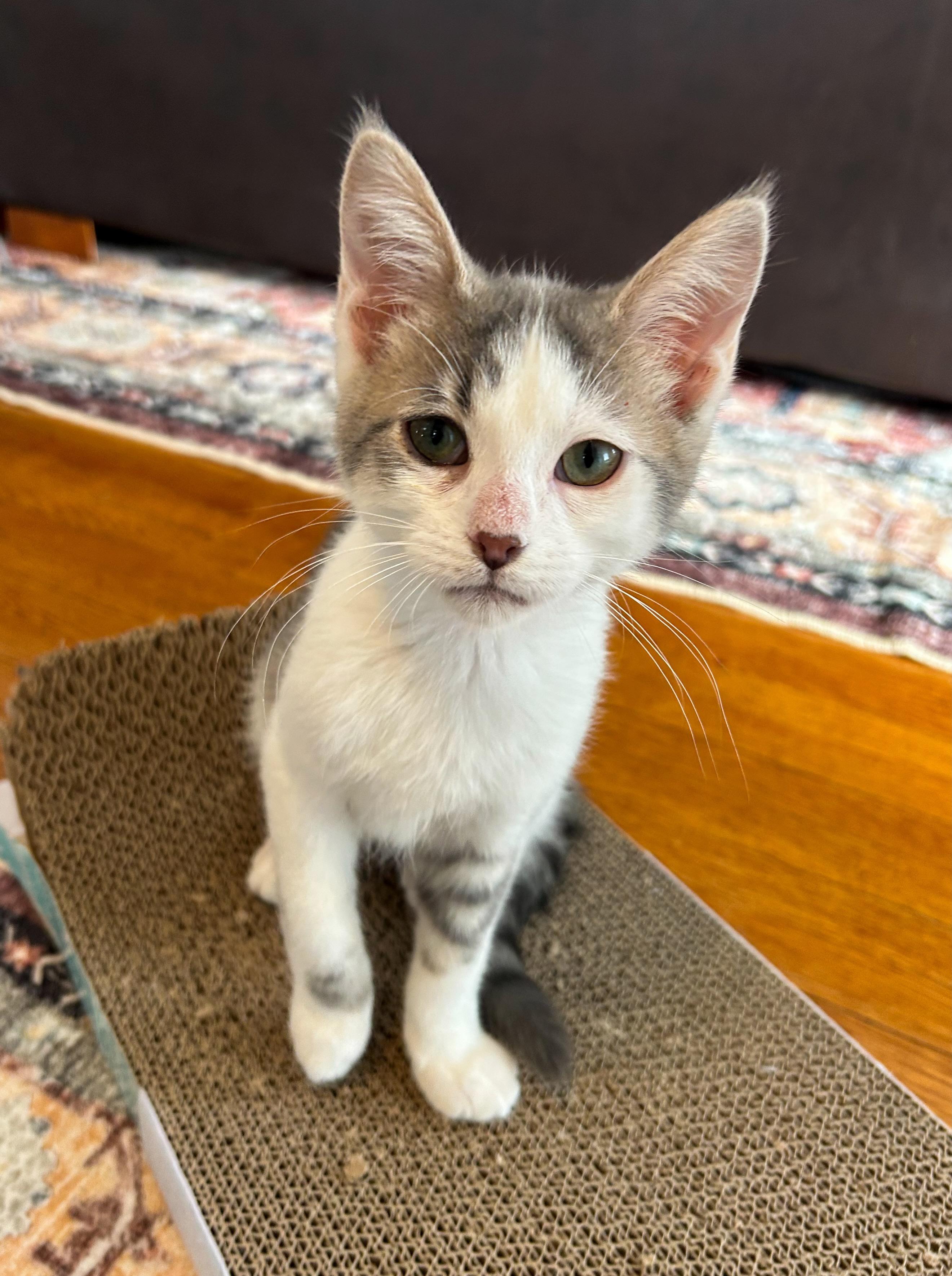 Odin, ADOPTABLE, Young Male Domestic Short Hair.