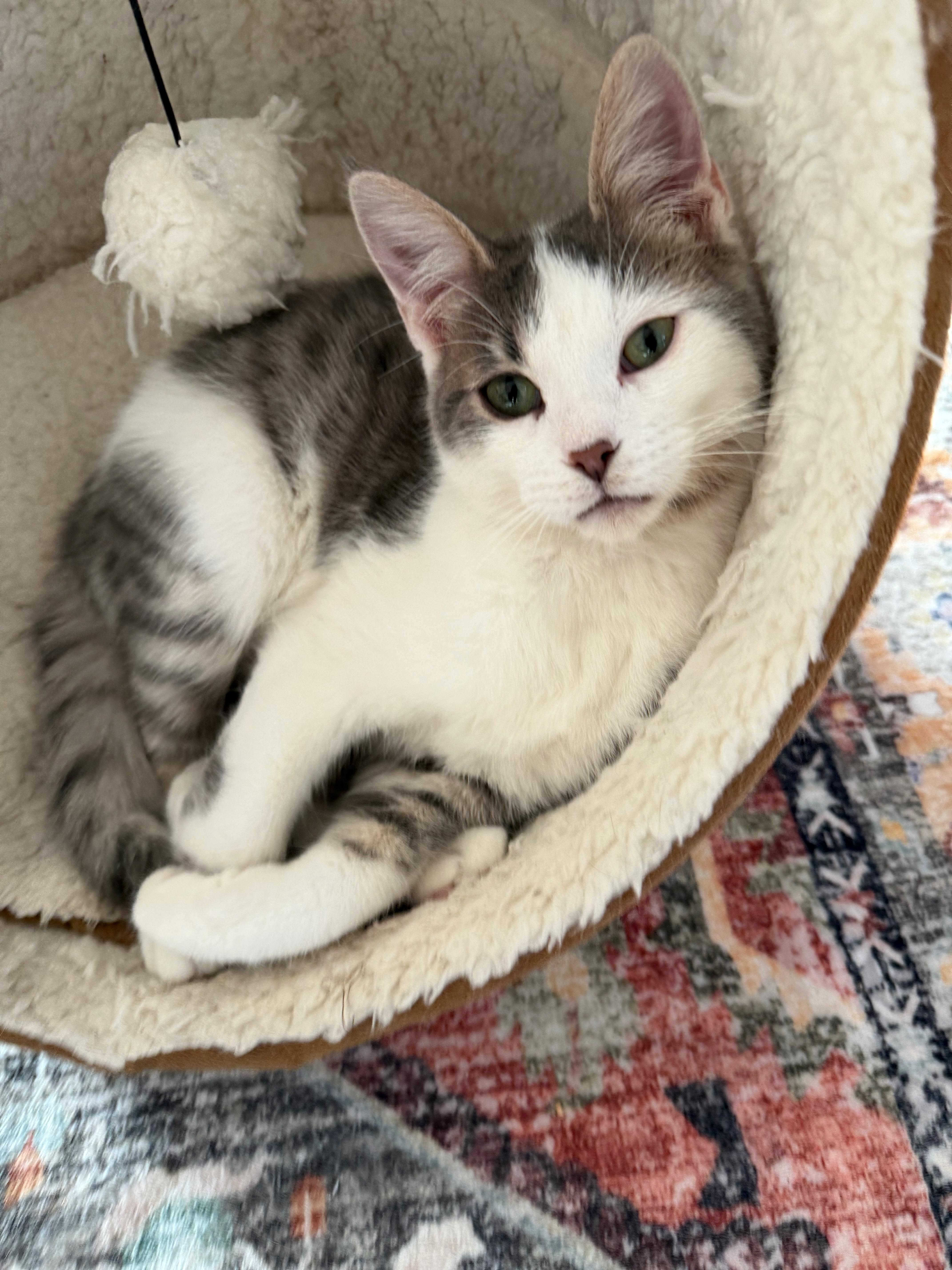 Enlarge Odin, a ADOPTABLE Domestic Short Hair in Bowling Green, OH image 1/1