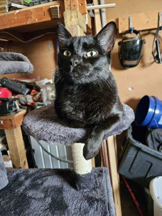 JiJi, Adoptable, Adult Female Domestic Short Hair.