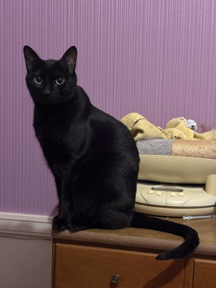 Enlarge JiJi, a Adoptable Domestic Short Hair in Peoria, IL image 1/3
