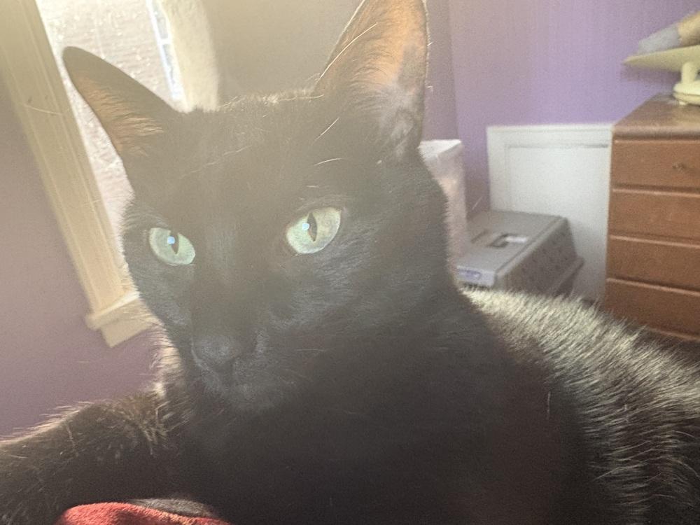 Enlarge JiJi, a Adoptable Domestic Short Hair in Peoria, IL image 3/3