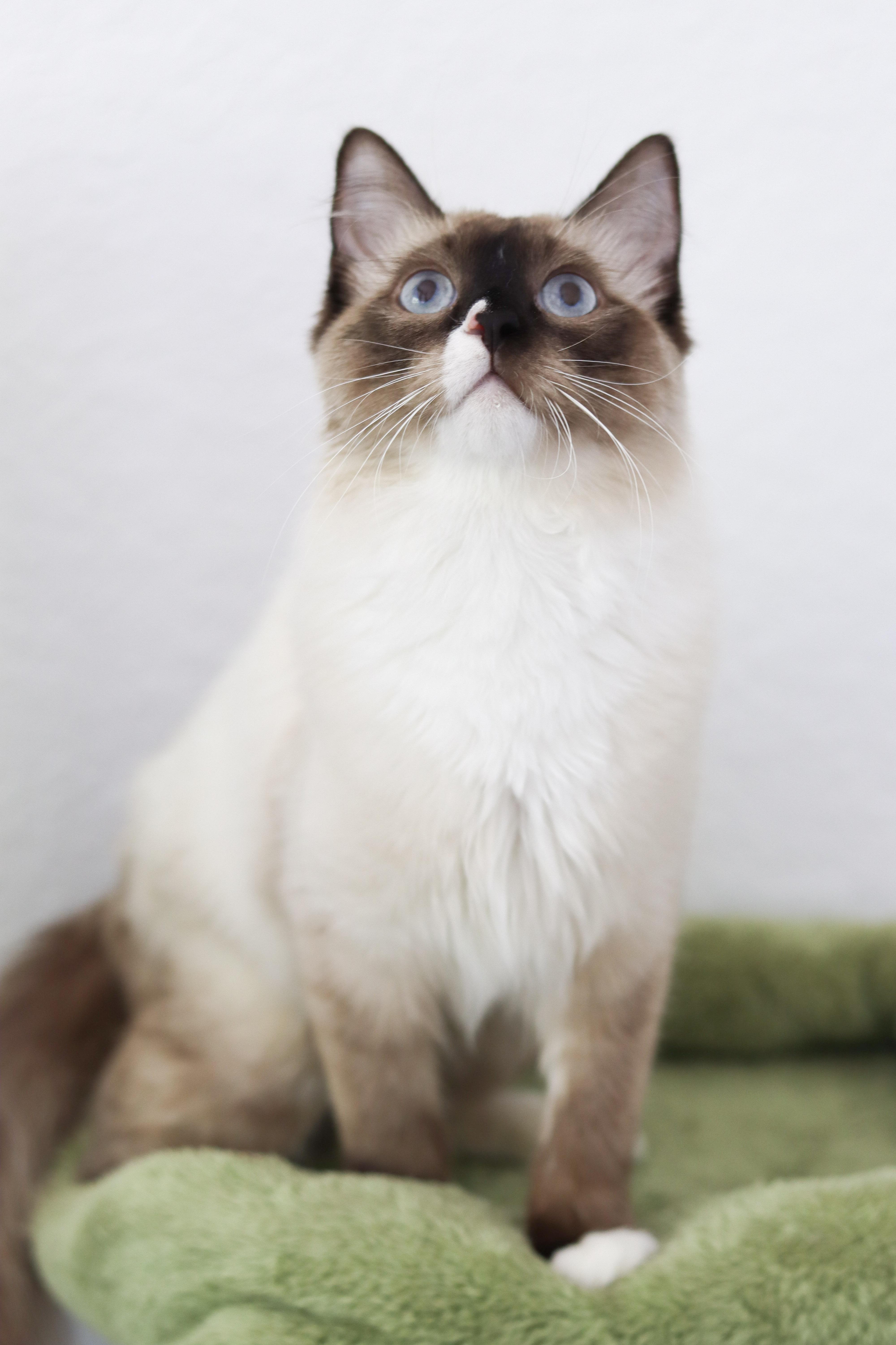 Enlarge Matcha, a Adoptable Ragdoll in Salem, NH image 3/5