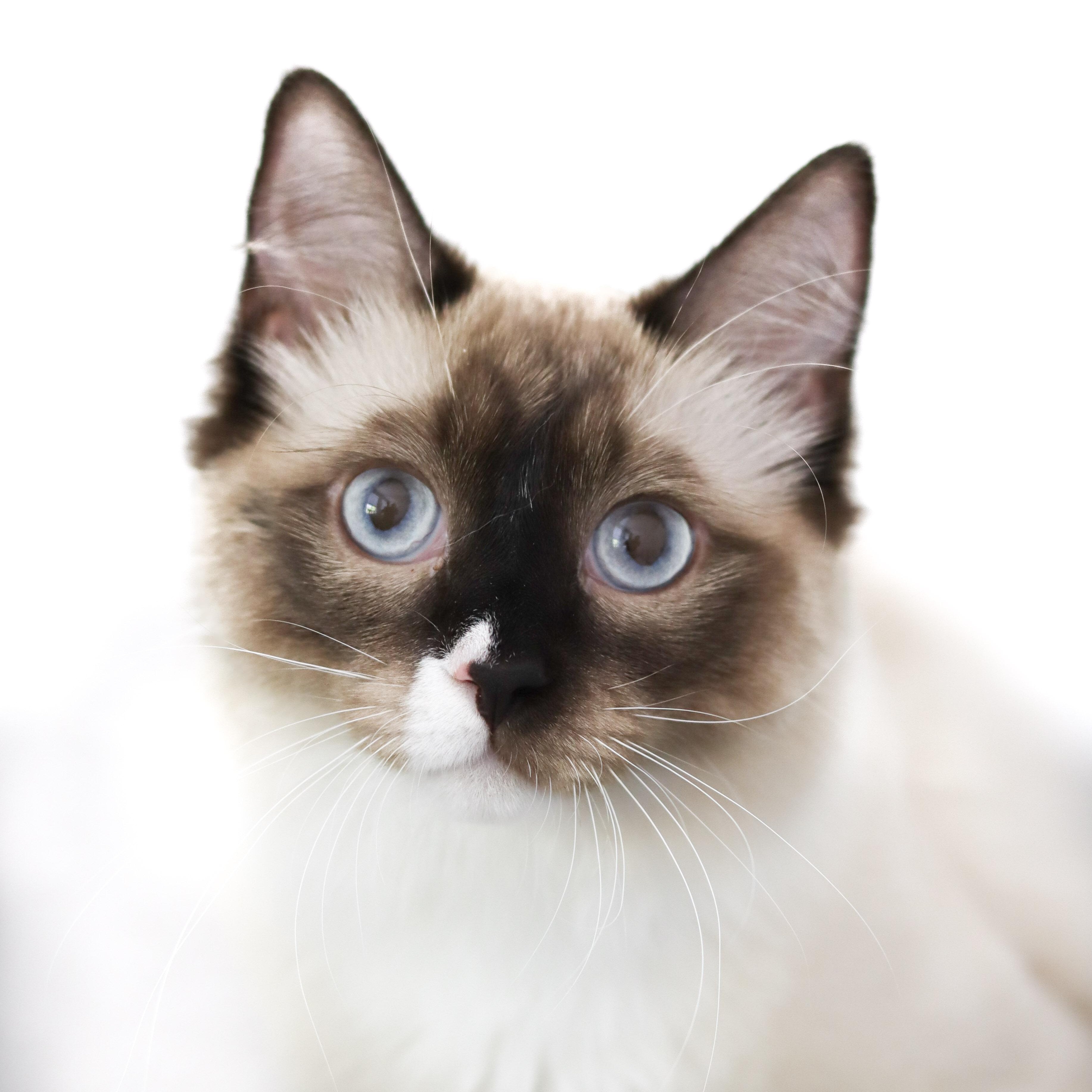 Enlarge Matcha, a Adoptable Ragdoll in Salem, NH image 1/5
