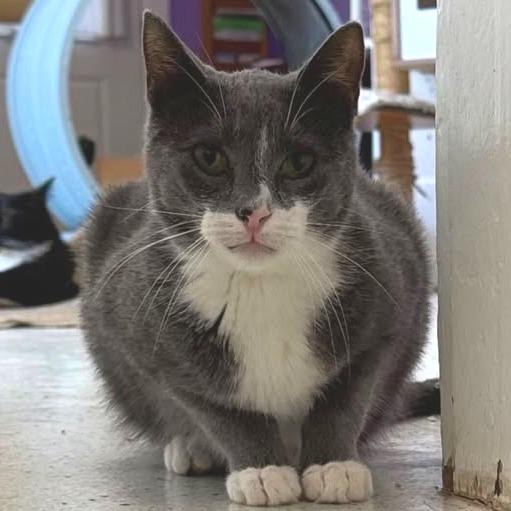 Mozzarella, Adoptable, Adult Male Domestic Short Hair.