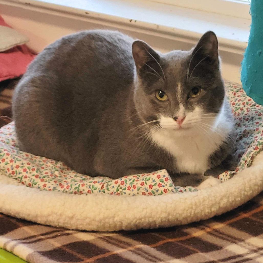 Enlarge Mozzarella, a Adoptable Domestic Short Hair in Portland, OR image 2/6