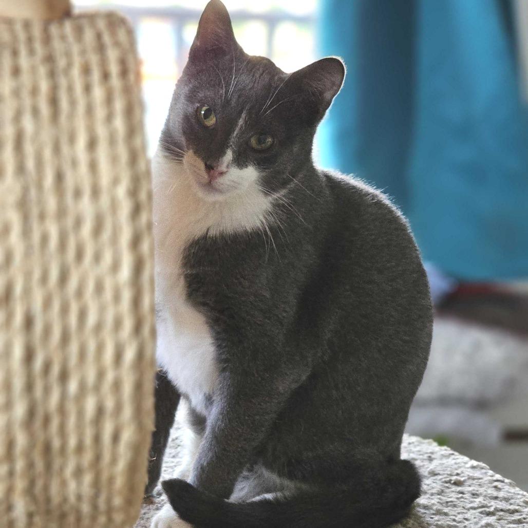 Enlarge Mozzarella, a Adoptable Domestic Short Hair in Portland, OR image 3/6