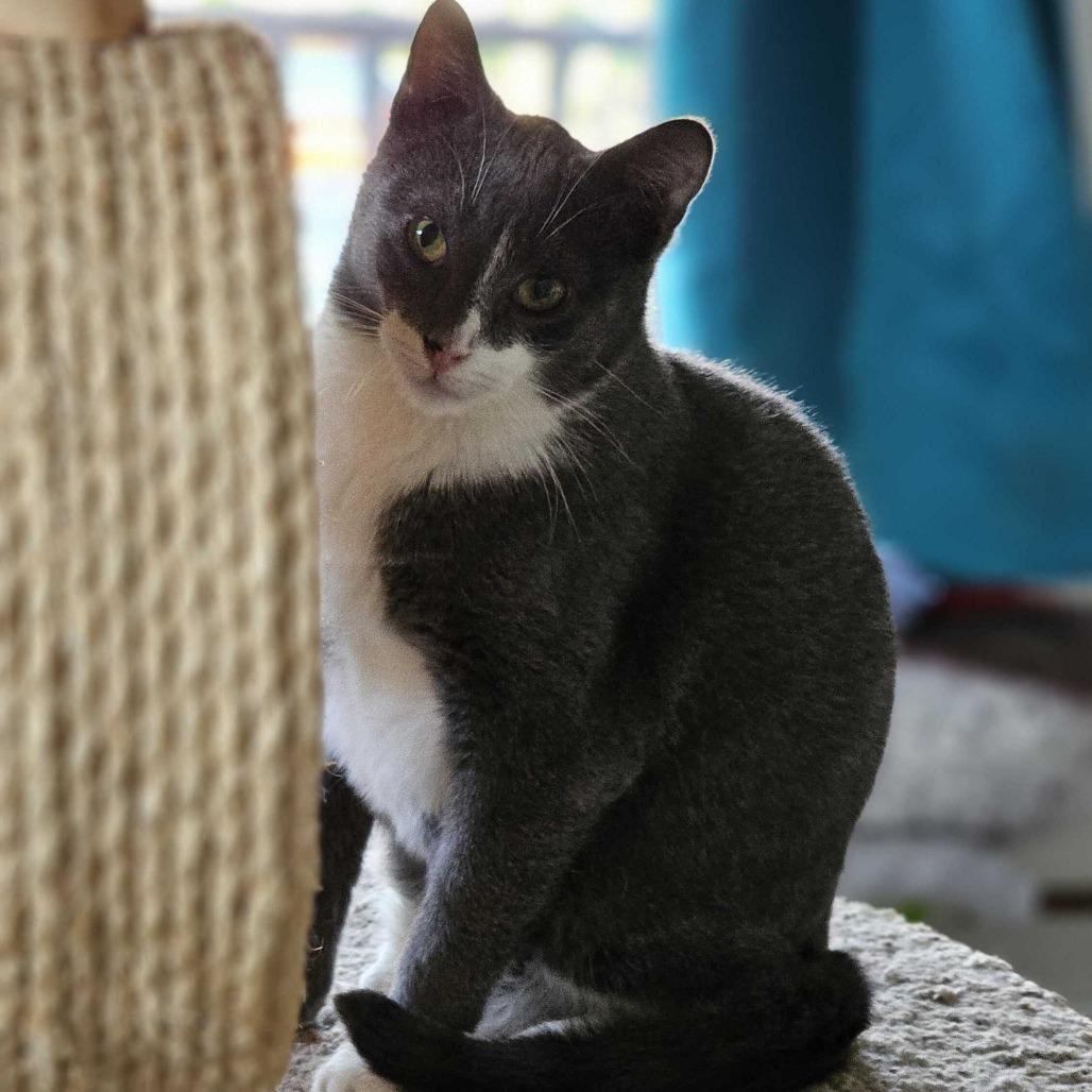 Enlarge Mozzarella, a Adoptable Domestic Short Hair in Portland, OR image 1/2