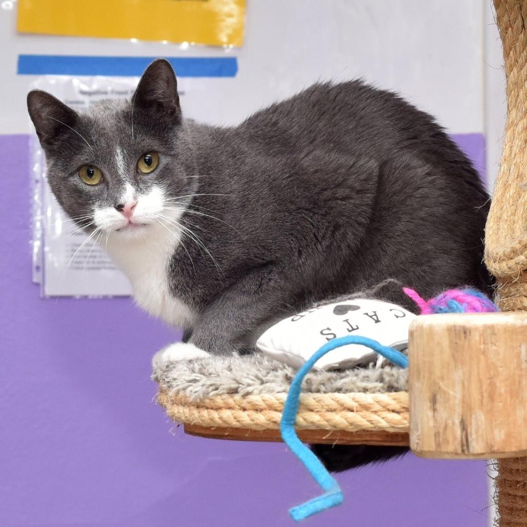 Enlarge Mozzarella, a Adoptable Domestic Short Hair in Portland, OR image 4/6