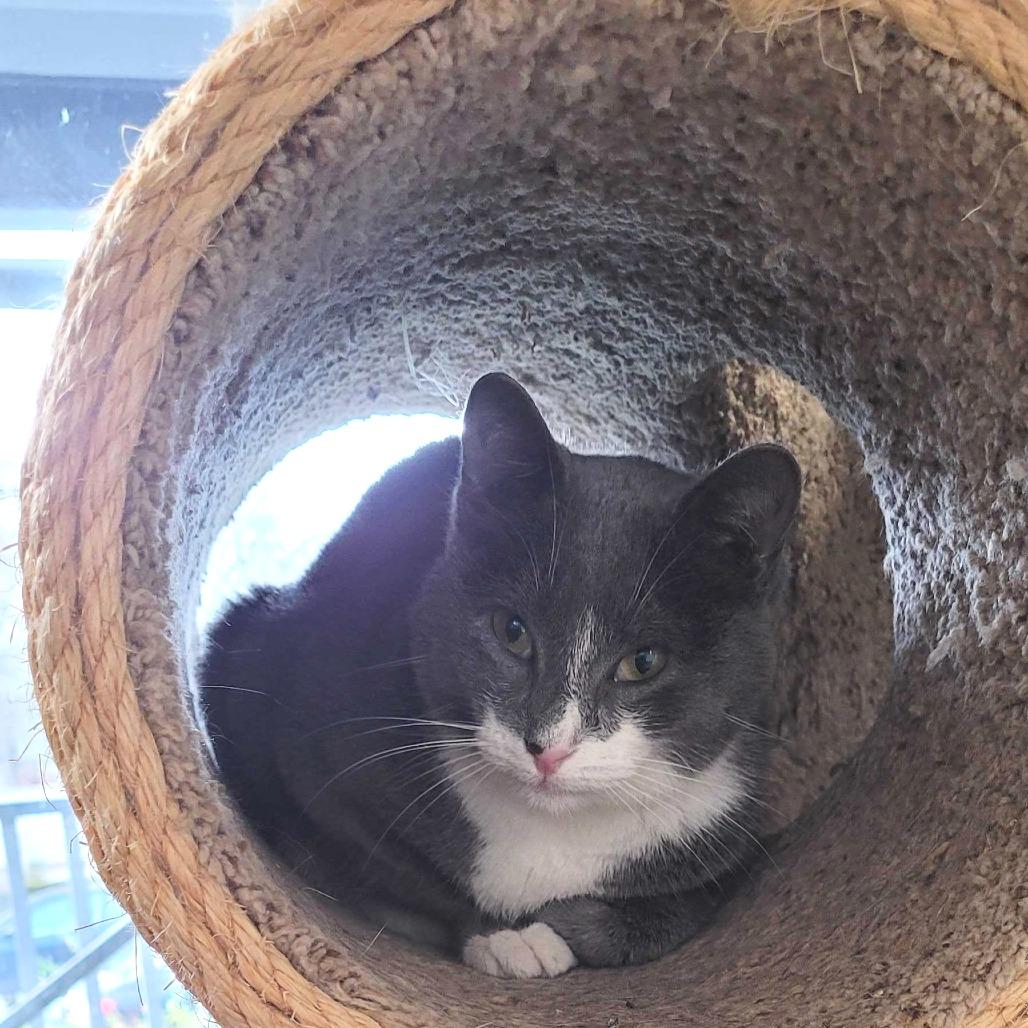 Enlarge Mozzarella, a Adoptable Domestic Short Hair in Portland, OR image 5/6