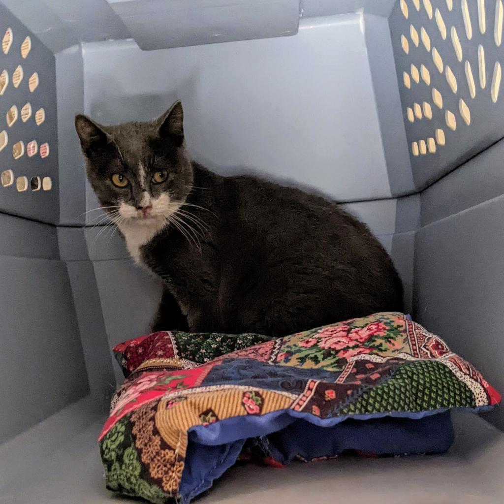 Enlarge Mozzarella, a Adoptable Domestic Short Hair in Portland, OR image 2/2