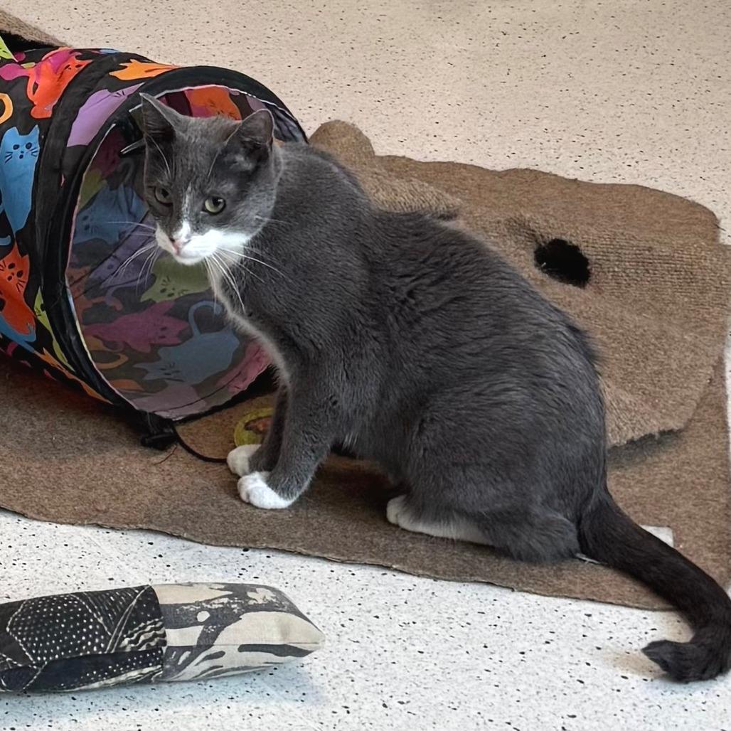 Enlarge Mozzarella, a Adoptable Domestic Short Hair in Portland, OR image 6/6