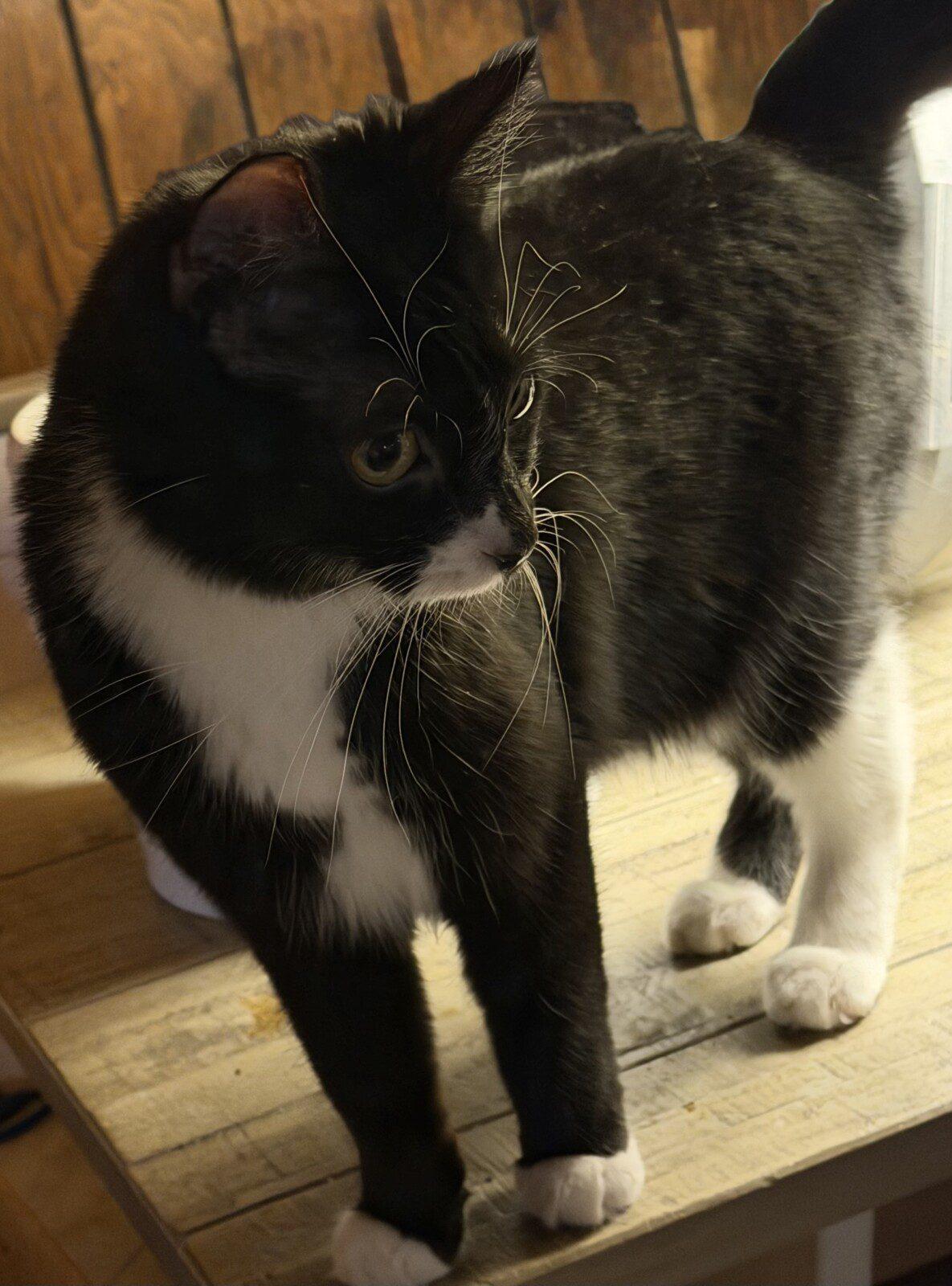 Enlarge Lark, a ADOPTABLE Tuxedo in Honeoye, NY image 1/1