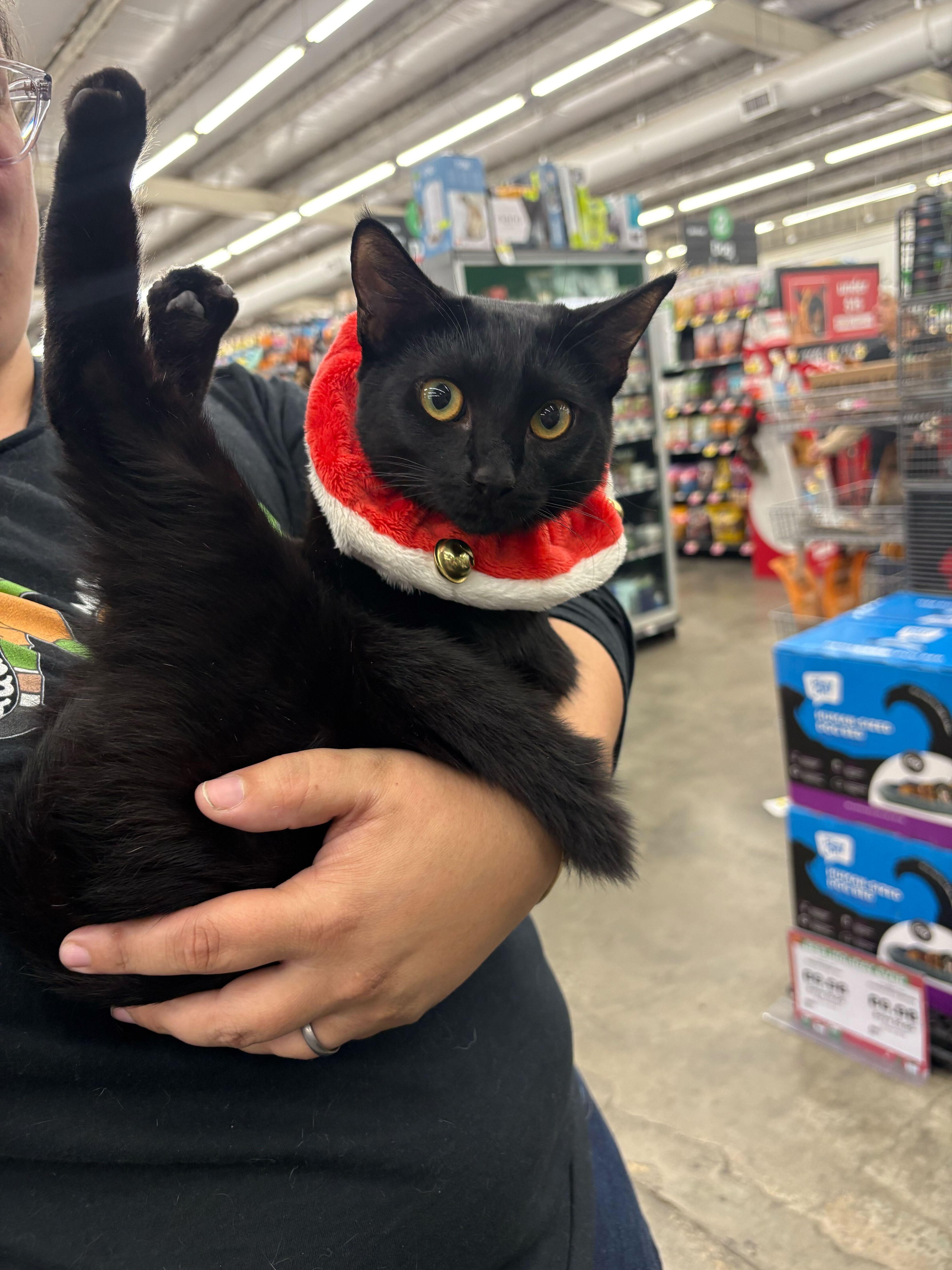 Spoink, Adoptable, Young Female Domestic Short Hair.