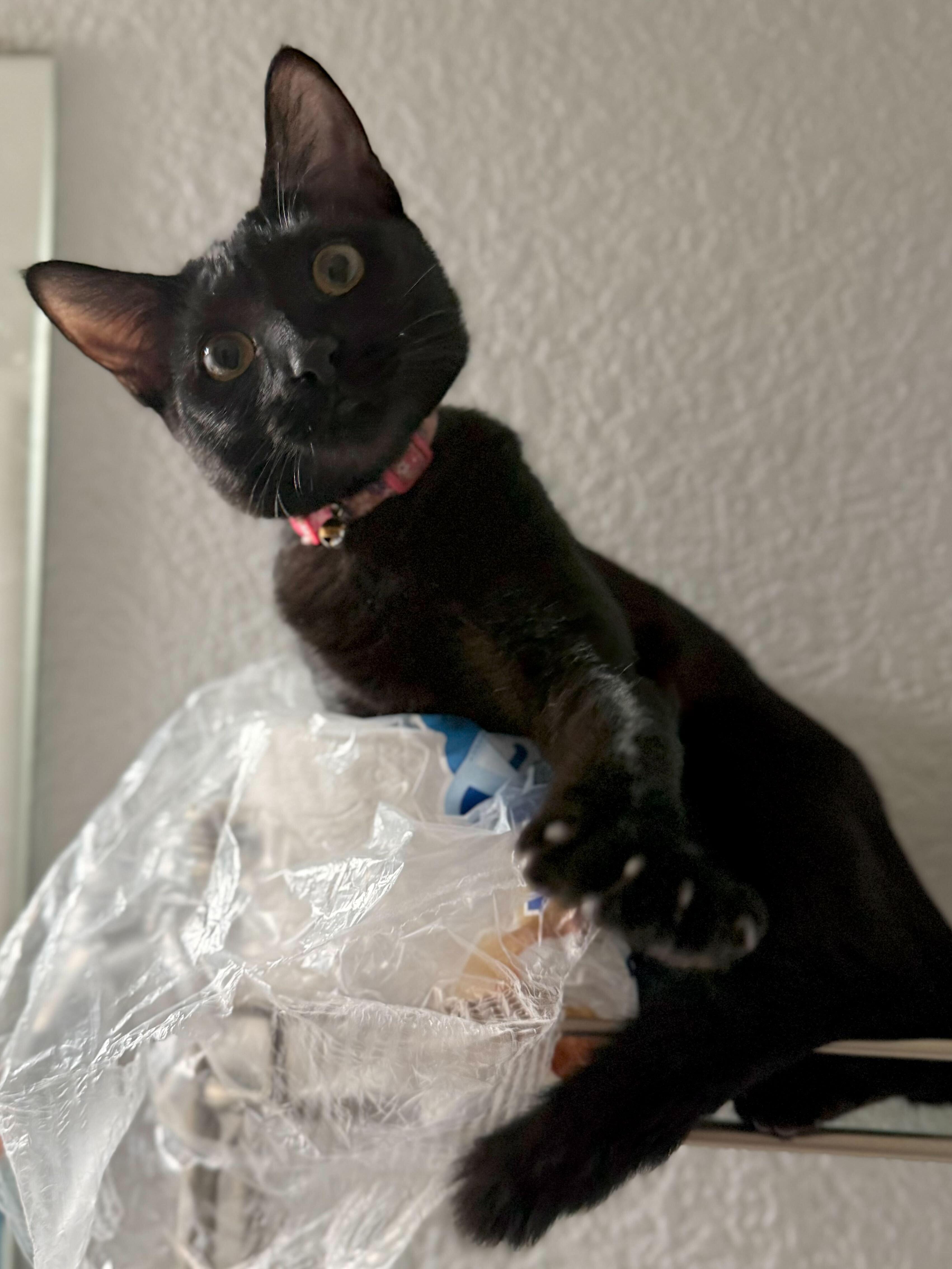 Enlarge Spoink, a Adoptable mixed breed in Tracy, CA image 2/6