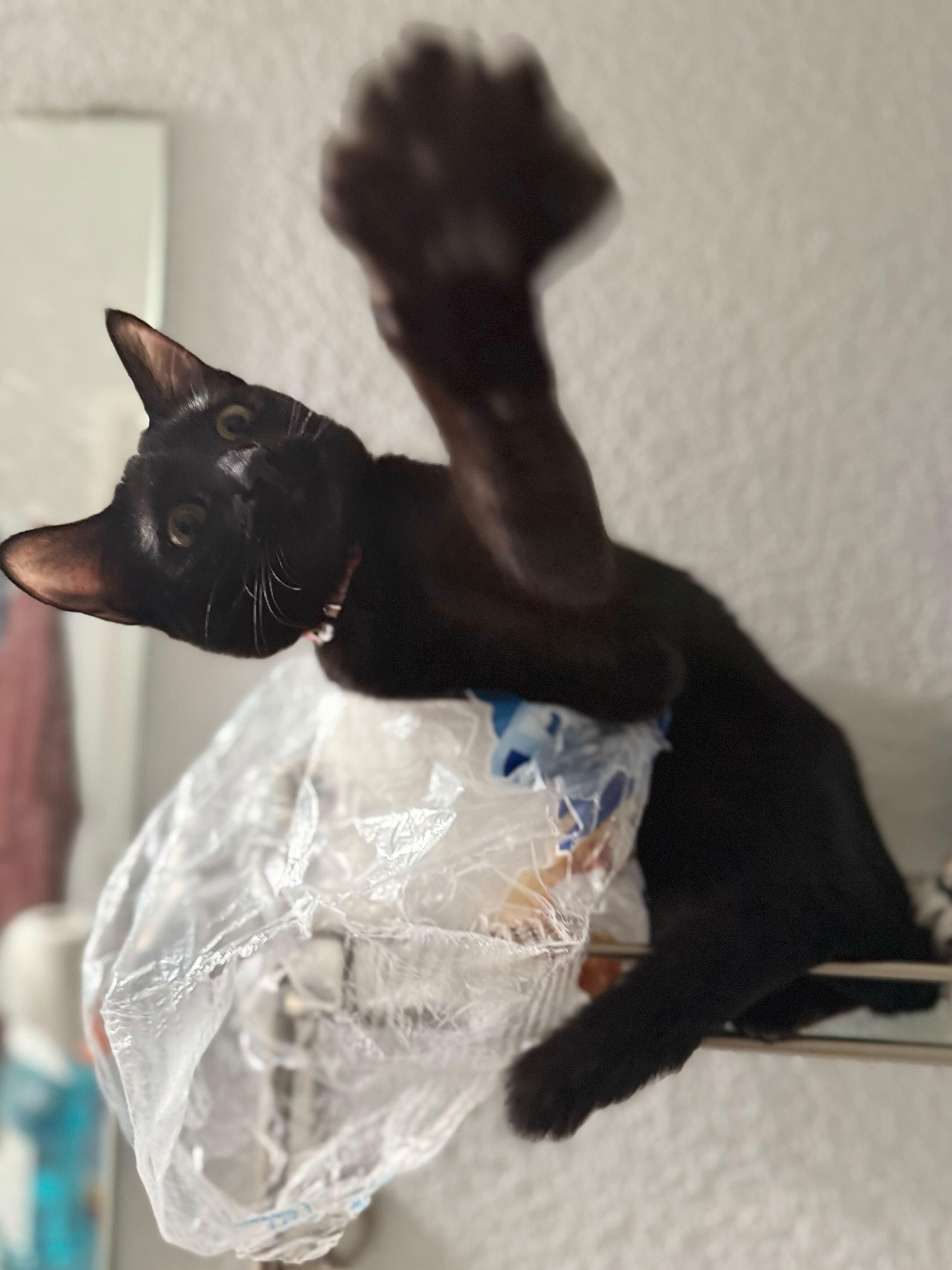 Enlarge Spoink, a Adoptable mixed breed in Tracy, CA image 3/6