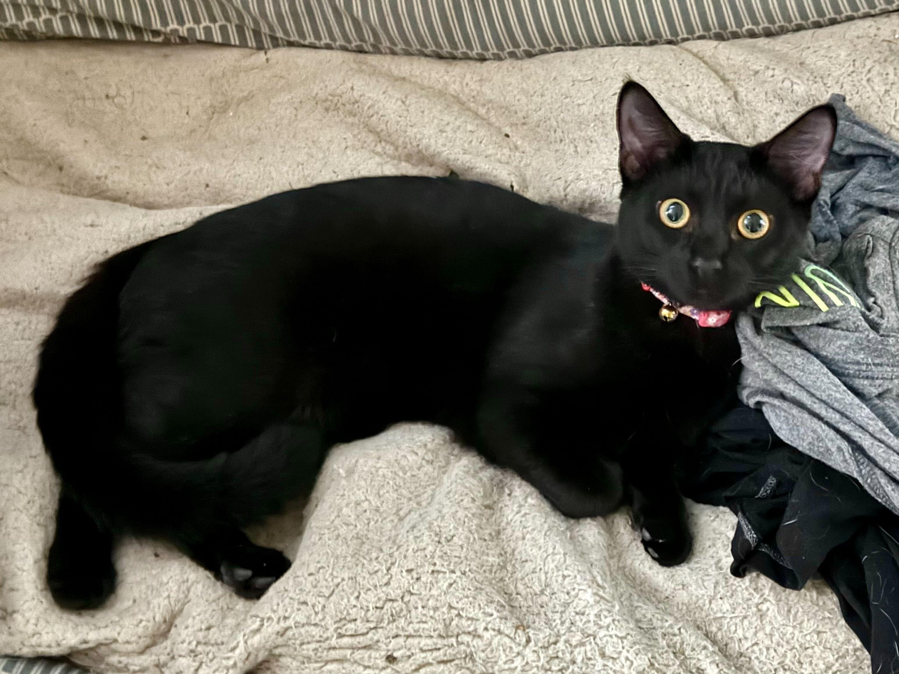 Spoink, Adoptable, Young Female Domestic Short Hair.
