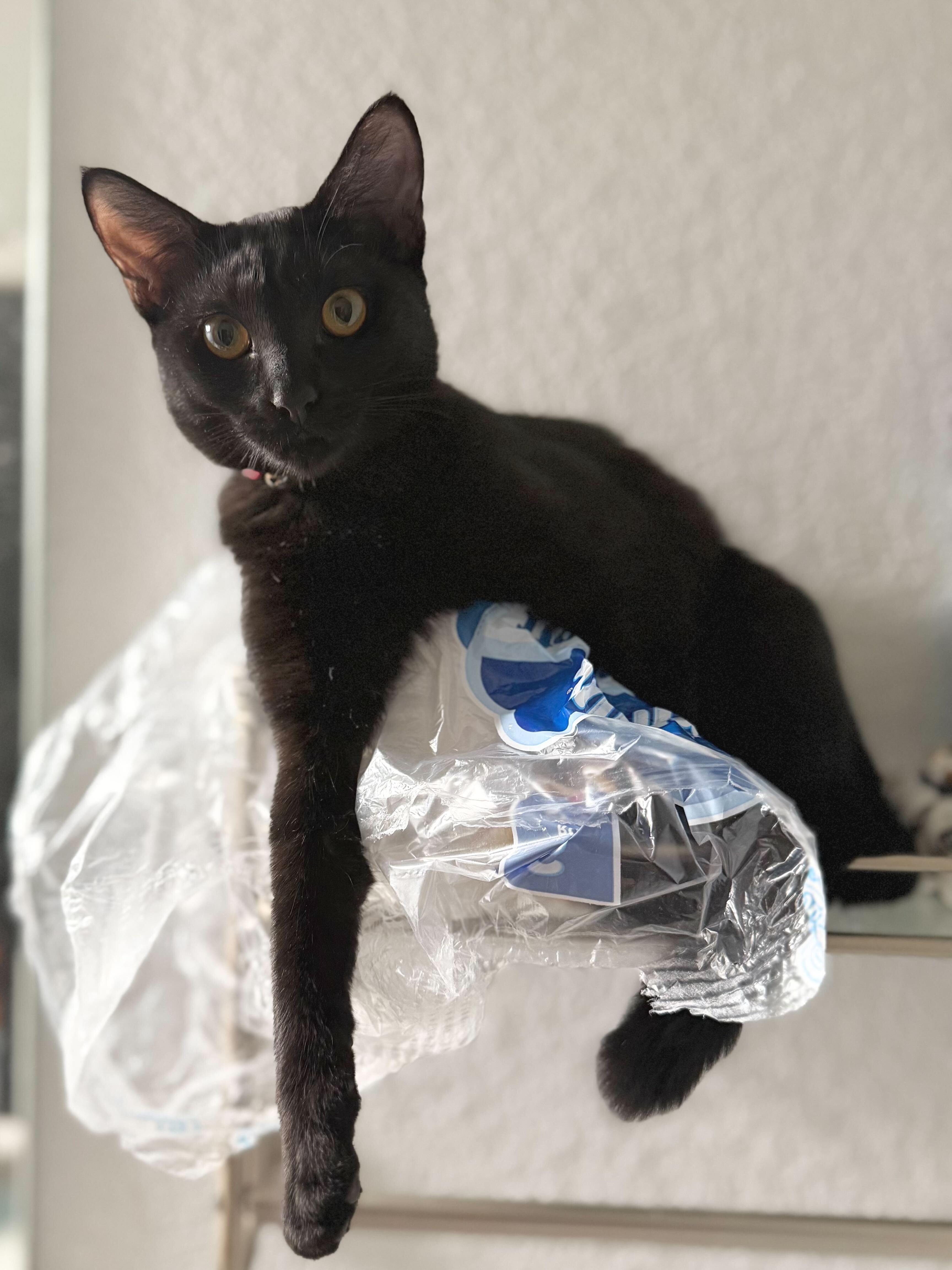 Enlarge Spoink, a Adoptable mixed breed in Tracy, CA image 5/6